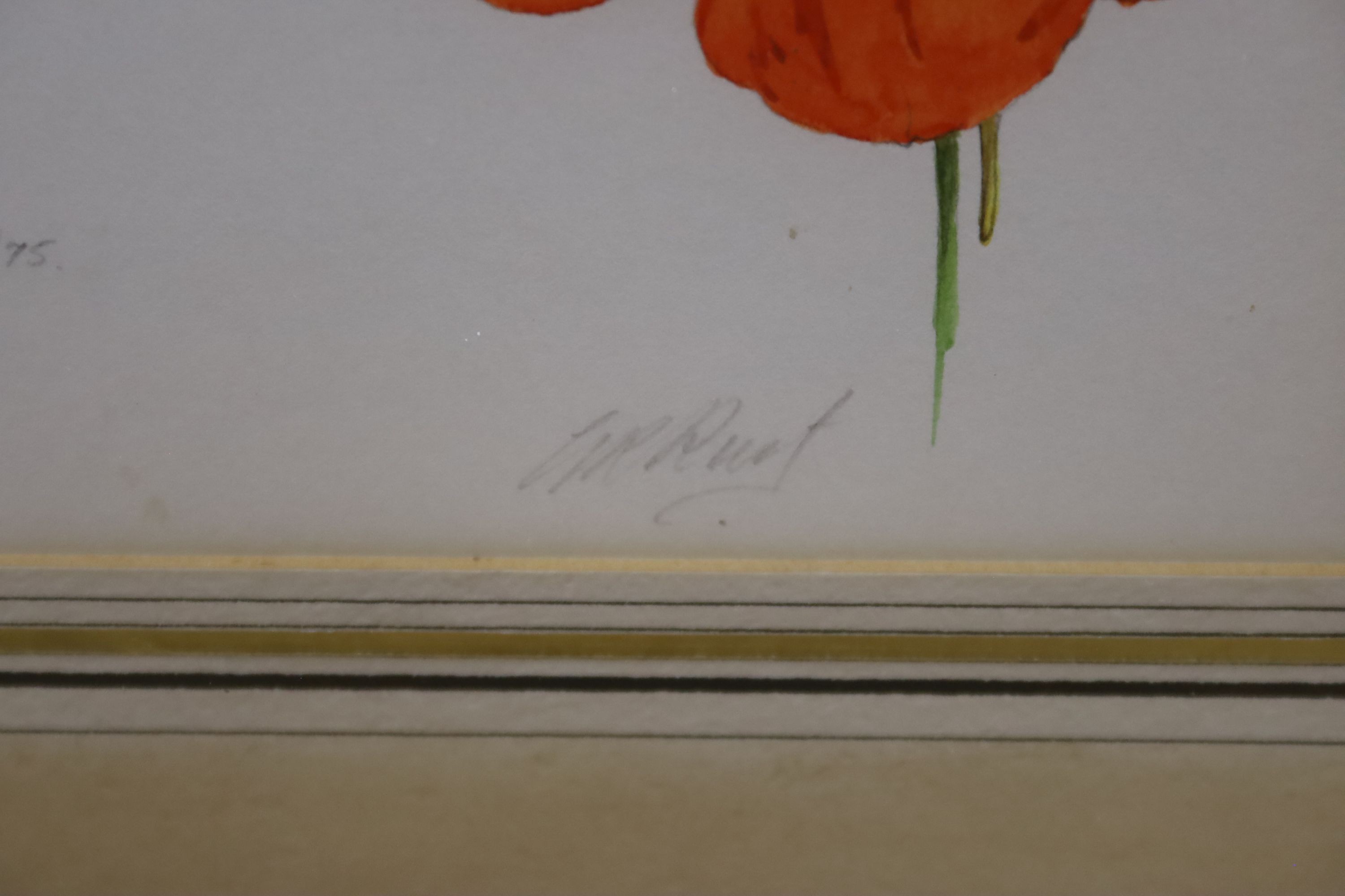 Graham Rust (1942-), pencil and watercolour, Nasturtium, Agra, 7/1/75, signed with Spink label verso, 14 x 20cm